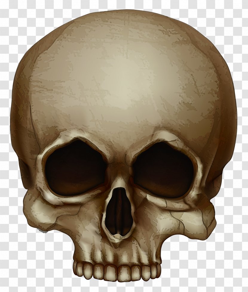 Bone Skull Head Forehead Chin - Skeleton Jaw Transparent PNG