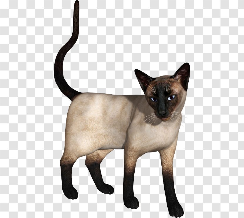 Siamese Cat Burmese Tonkinese Domestic Short-haired Whiskers - Tail Transparent PNG