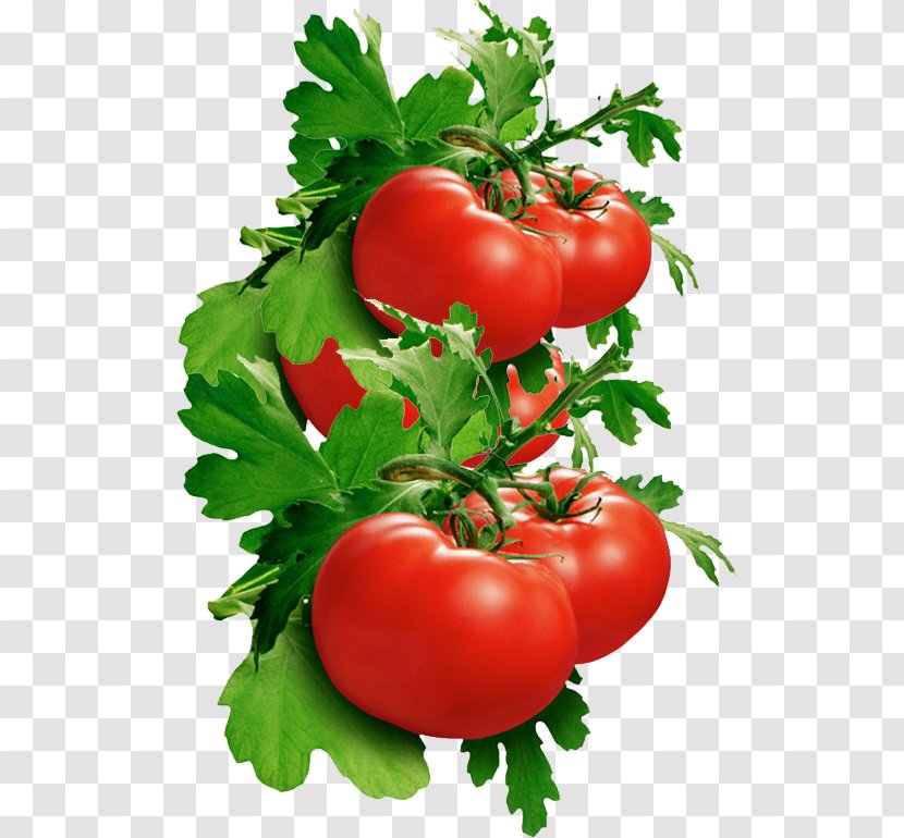 Italian Tomato Pie Bush Clip Art - Natural Foods Transparent PNG