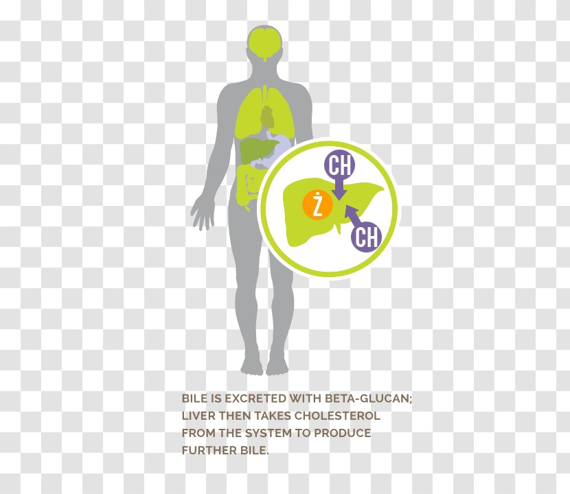 Beta-glucan Illustration Logo Poster - Hormone Secretion Transparent PNG