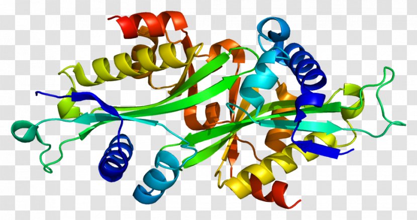 Acetyltransferase Protein SAT1 Gene Polyamine-modulated Factor 1 - Silhouette - Sat Transparent PNG