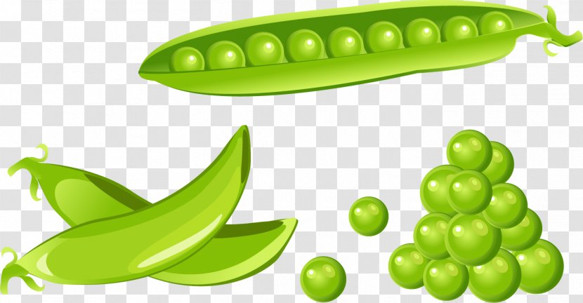 Green Pea Vector Graphics Illustration Clip Art Image - Food - Local Transparent PNG