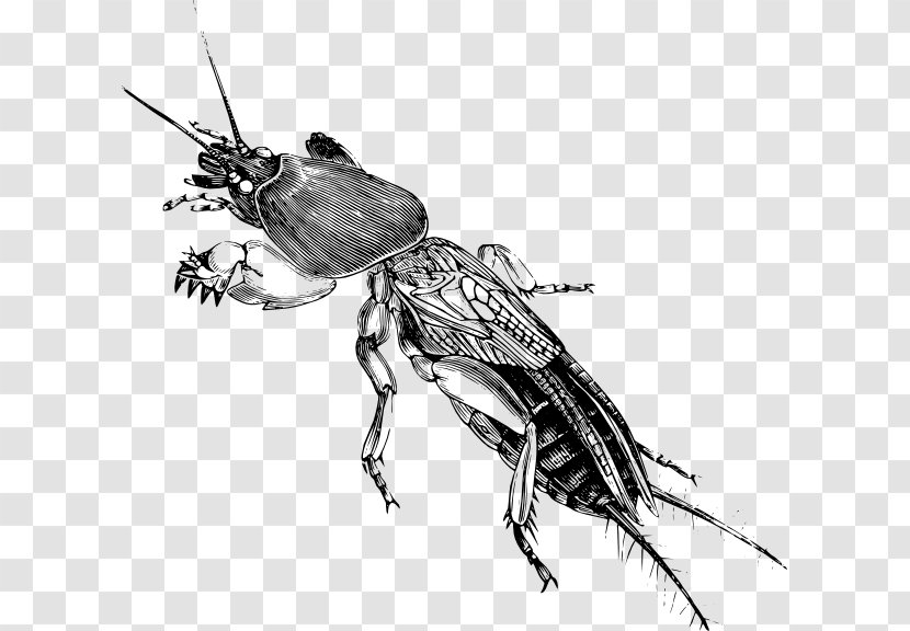 Drawing Cricket Gryllotalpa Insect Sketch - Membrane Winged Transparent PNG