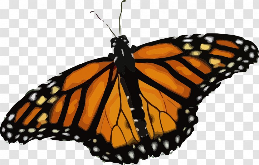Monarch Butterfly T-shirt Insect Clip Art - Pieridae Transparent PNG
