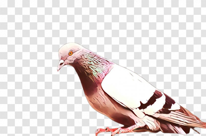 Feather - Rock Dove - Beak Transparent PNG