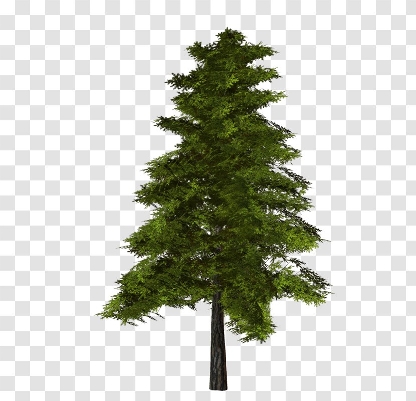 Tree - Christmas - Cypress Family Transparent PNG