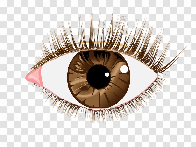 Eyelash Extensions Clip Art Image - Tree - Eye Transparent PNG