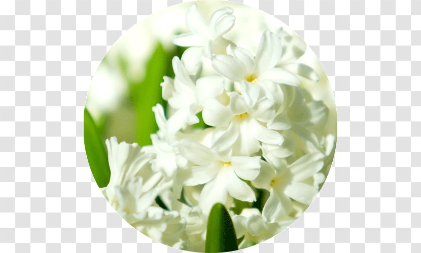 Floral Design Cut Flowers Hyacinth - White - Flower Transparent PNG