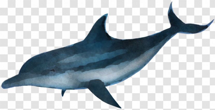 Shark Transparent PNG