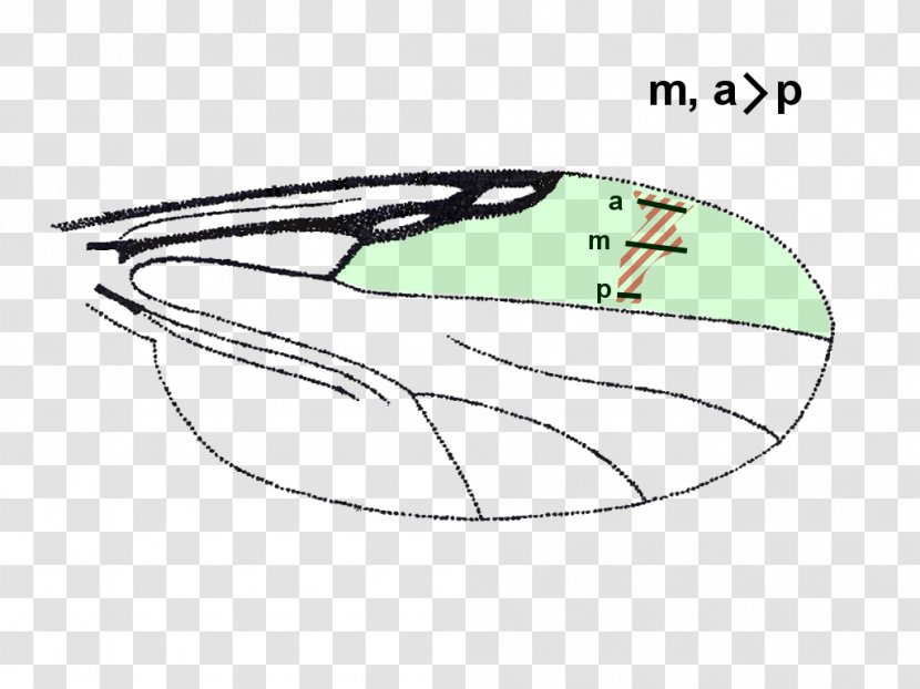 Mammal Eye - Watercolor - Catalogue Of Palaearctic Diptera Transparent PNG