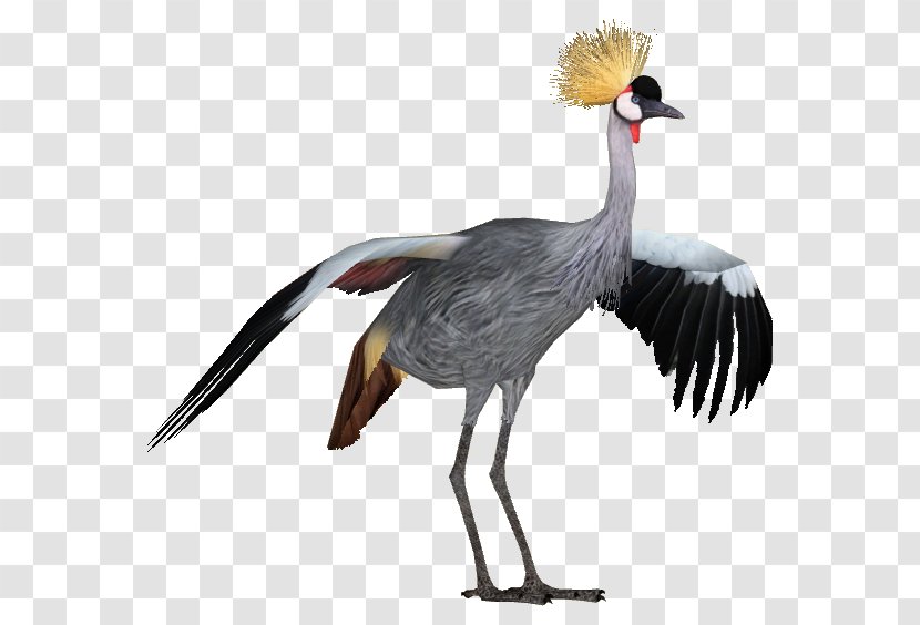 Zoo Tycoon 2 Grey Crowned Crane Longisquama Bird - Scalloped Hammerhead Transparent PNG