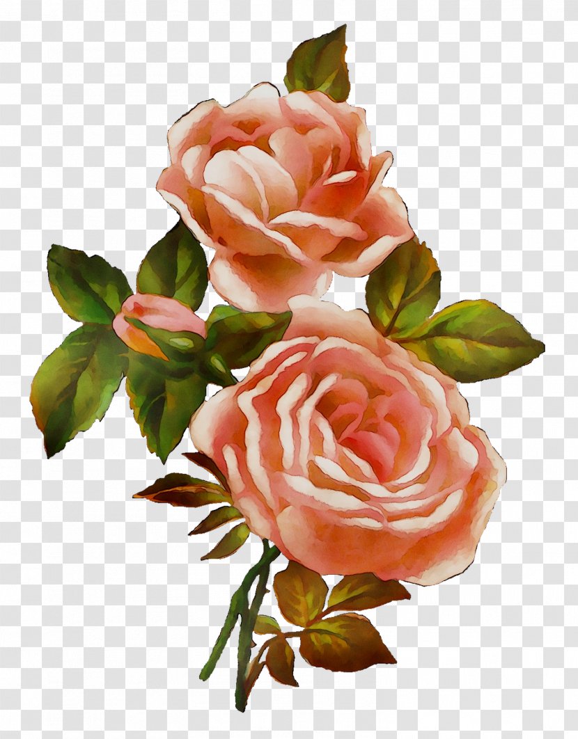 Garden Roses Cabbage Rose Floribunda Floral Design Cut Flowers - Pink - Peach Transparent PNG