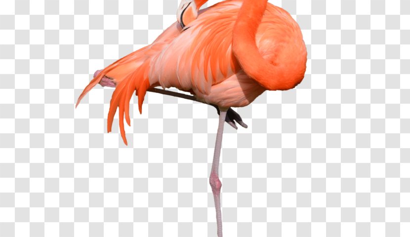 Bird Greater Flamingo Clip Art Stock Photography Image - Cool Transparent PNG