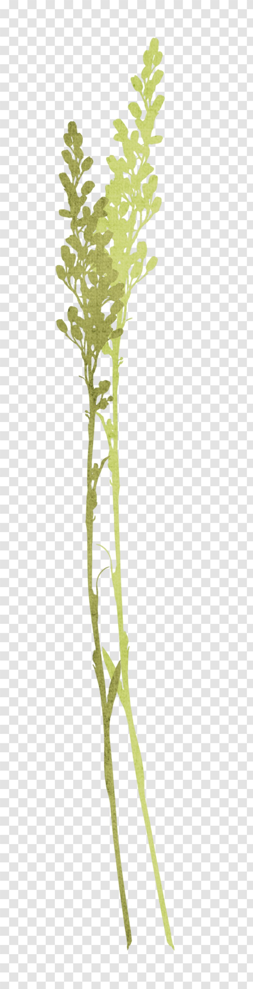 Tree Branch Twig Plant Stem - Foliage Transparent PNG