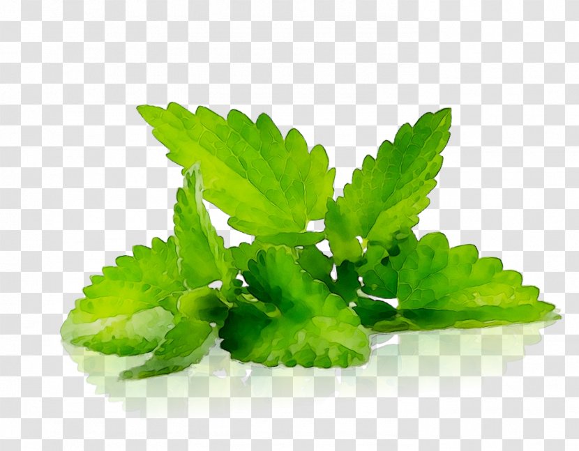 Lemon Balm Peppermint Essential Oil Menthol Medicinal Plants - Nose - Houseplant Transparent PNG