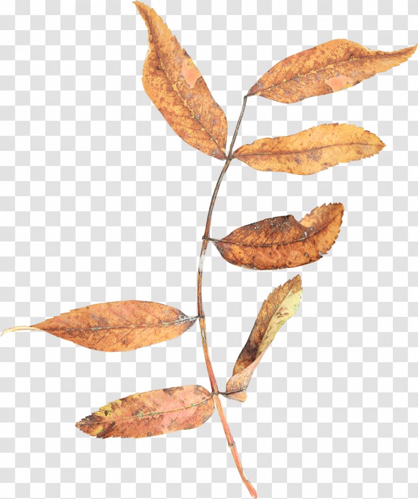 Leaf Branch Autumn Twig Clip Art - Photography - Leaves Transparent PNG