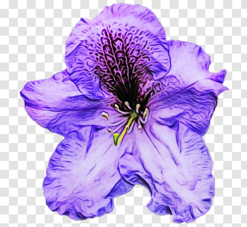 Lavender - Plant - Cut Flowers Petunia Transparent PNG