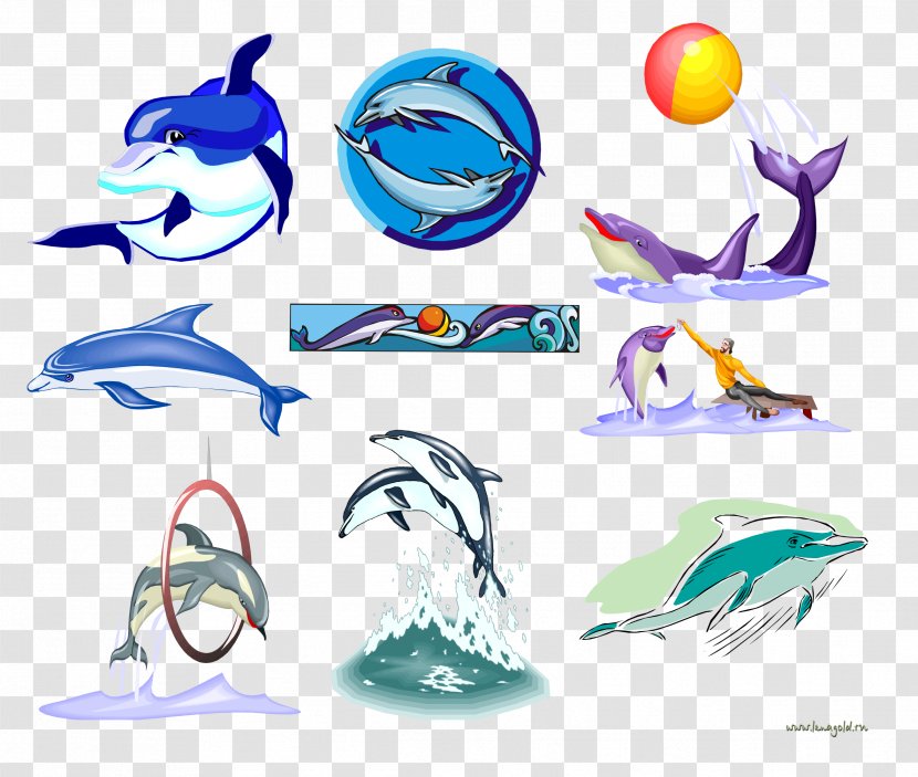 Dolphin Whale Clip Art - Photography Transparent PNG