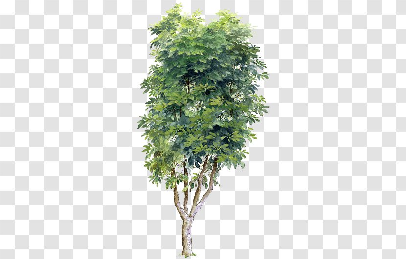 Tree - Ivy - Trees Transparent Material Transparent PNG