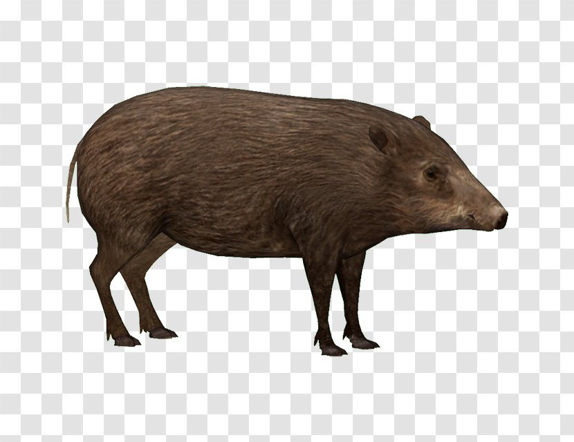 Zoo Tycoon 2 Peccary Wild Boar Capybara Pygmy Hog Transparent PNG