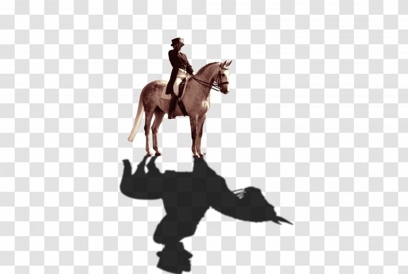 Horse Knight Stallion English Riding - Like Mammal - Knight,horse Transparent PNG