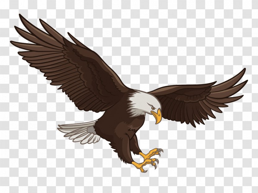 Bald Eagle Vector Graphics Royalty-free Stock Photography Illustration - Fauna Transparent PNG
