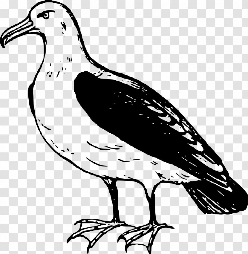 Seabird Albatross Clip Art - Bird Transparent PNG