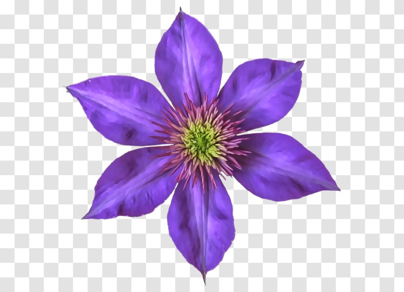 Drawing Art - Clematis Transparent PNG