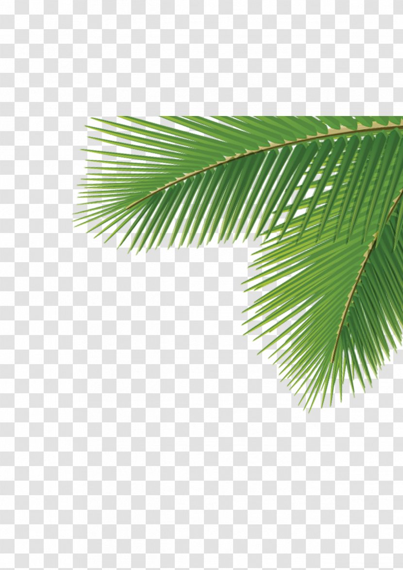 Arecaceae Leaf Tree Dasylirion Wheeleri - Arecales - Corner Palm Trees Transparent PNG