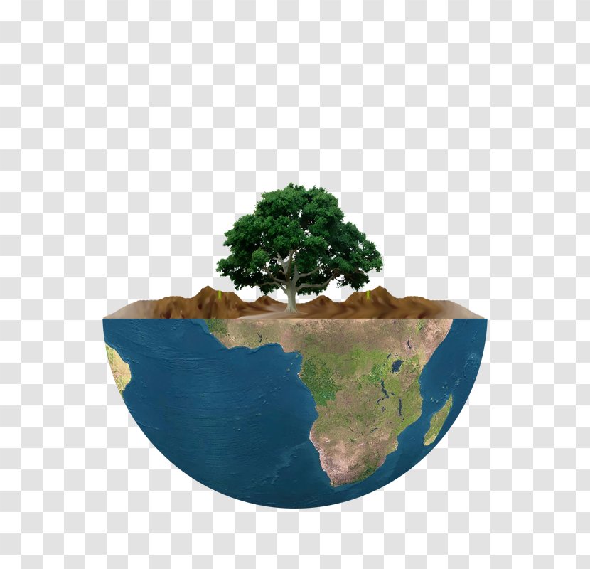 Flowerpot Tree Houseplant Power Politics Transparent PNG