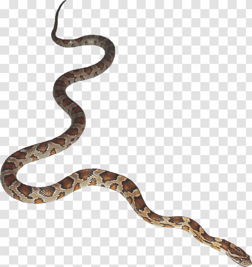 Snake Cartoon - Animation - Hognose Rattlesnake Transparent PNG