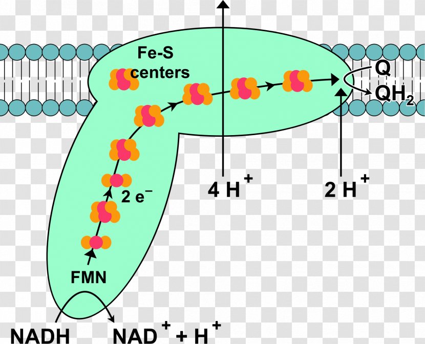 Respiratory Complex I Oxidative Phosphorylation Redox Protein - Plant Transparent PNG