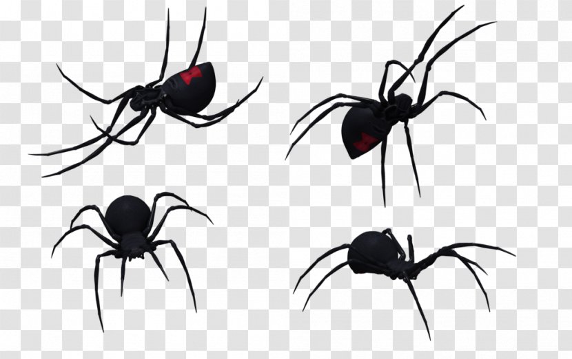 Spider Southern Black Widow Latrodectus Hesperus Drawing Clip Art - Arachnid Transparent PNG