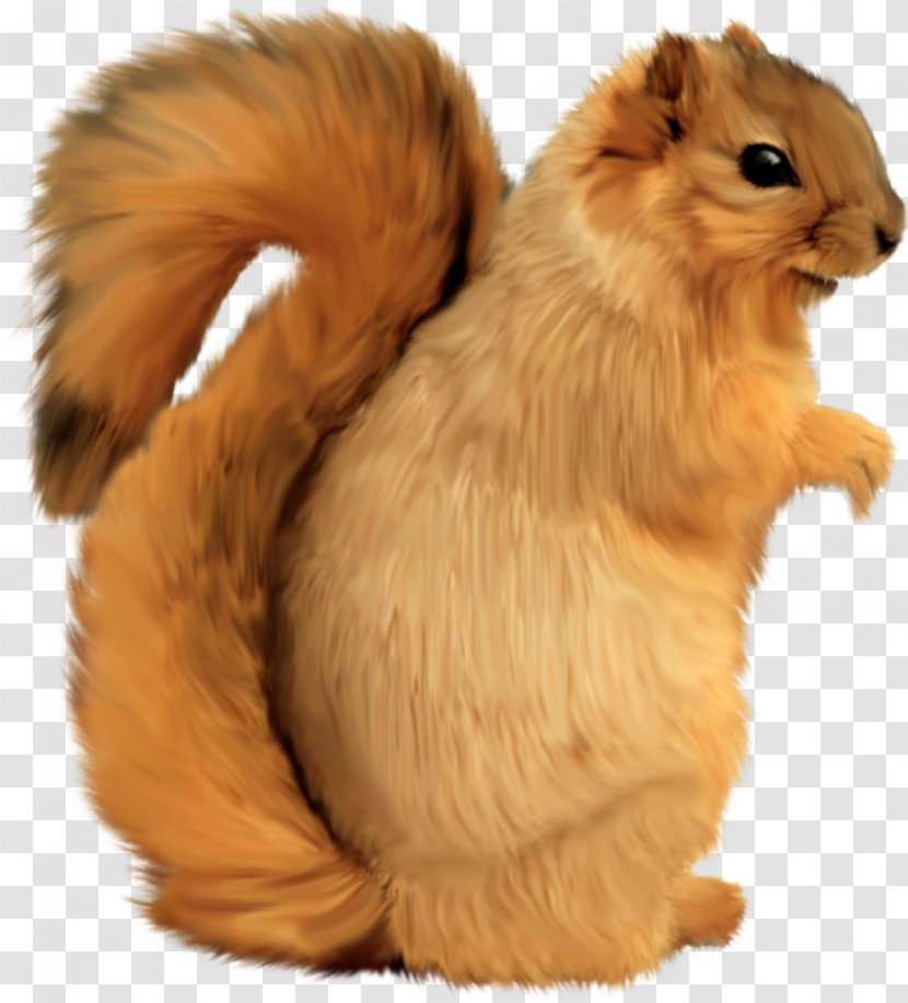Tree Squirrels Whiskers Clip Art - Cat Like Mammal - Brown Squirrel Transparent PNG