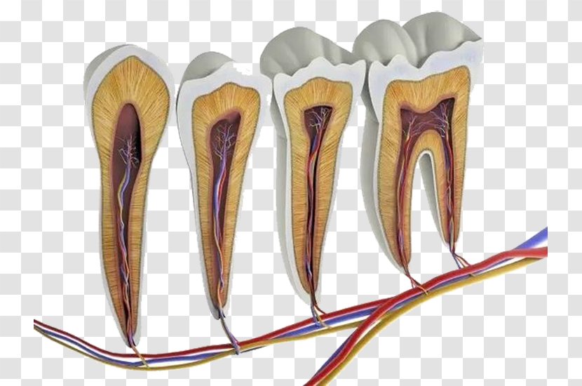 Human Tooth Anatomy Molar Pulp - Flower - Rotten Teeth Transparent PNG