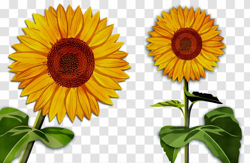 Sunflower Cut Flowers Orange S.A. - Perennial Plant Transparent PNG