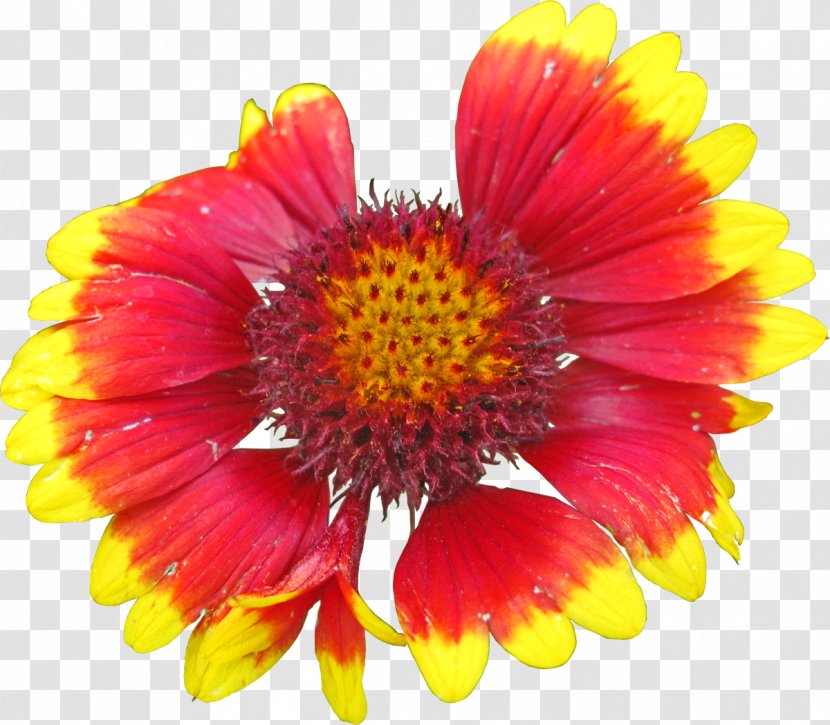 Blanket Flowers Petal - Colorful Flower Transparent PNG