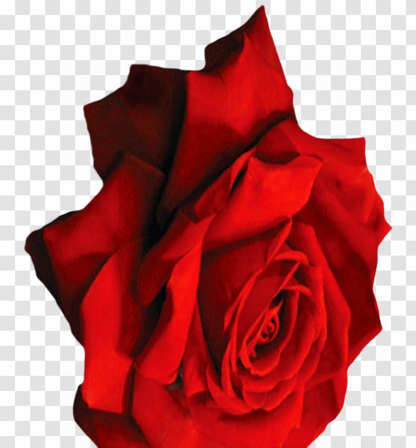 Garden Roses Cut Flowers Petal - Rose Family - Elegant Card Transparent PNG