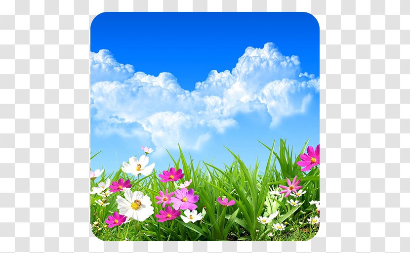 Flower Desktop Wallpaper Stock Photography - Blossom Transparent PNG