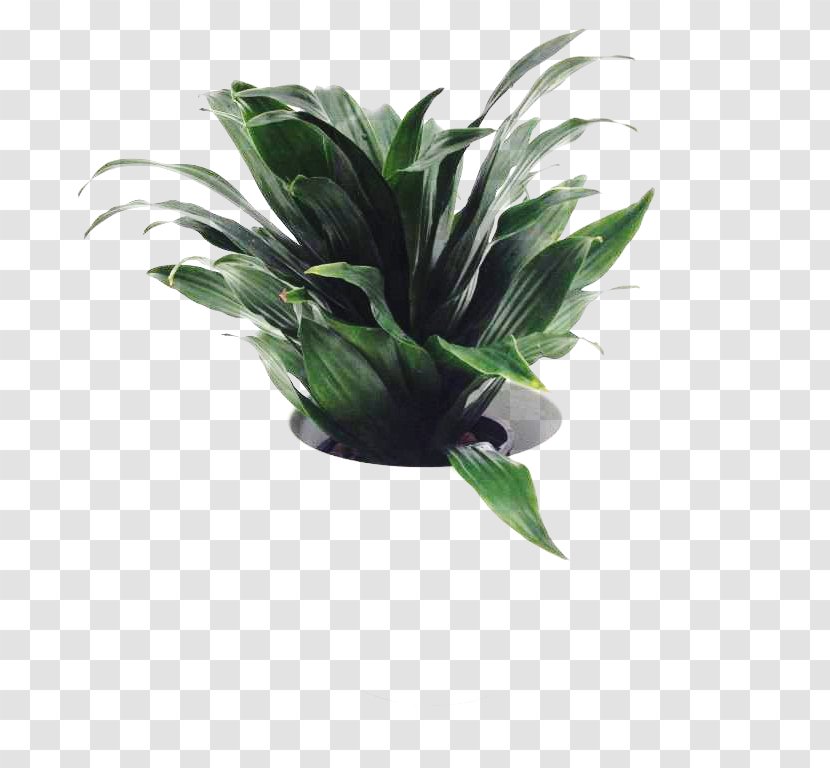 Flowerpot Leaf Houseplant - Plant Transparent PNG