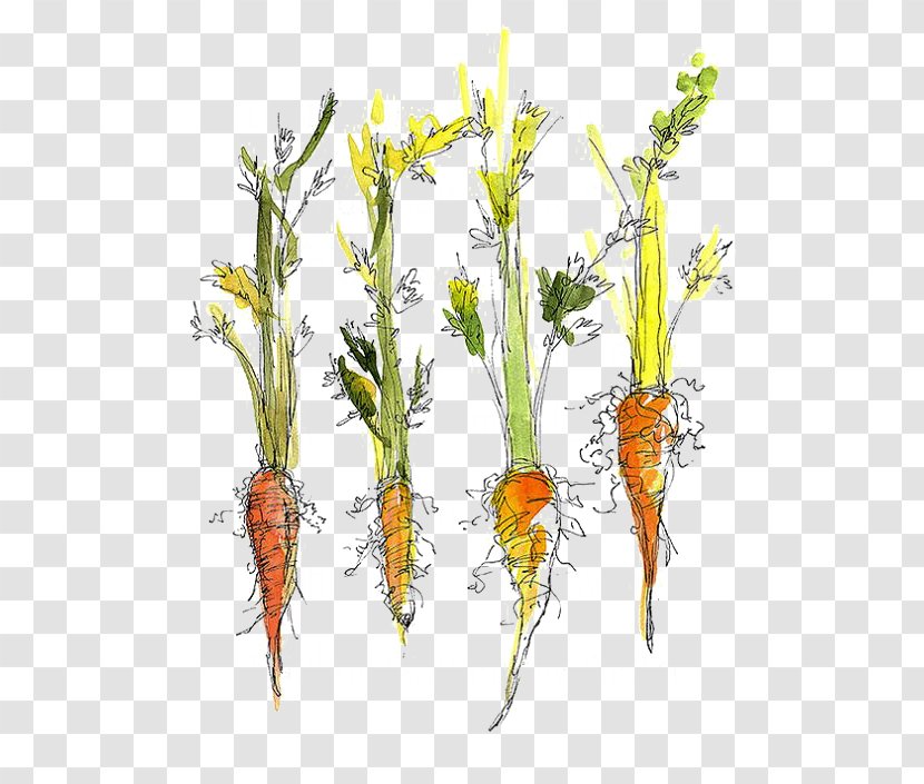 Carrot Vegetable Drawing Food Kitchen Garden - Grass Transparent PNG