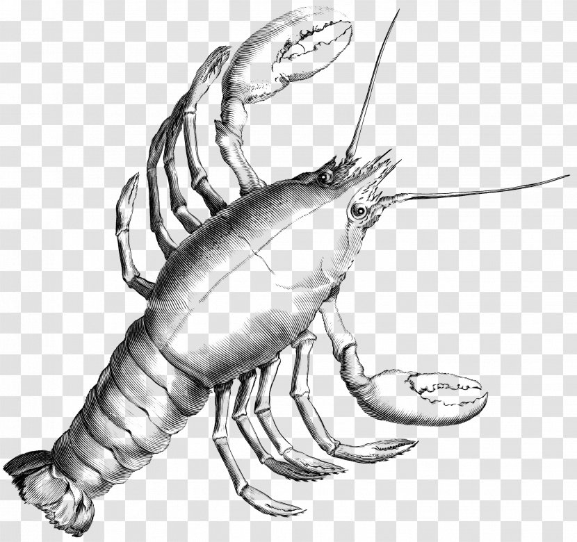 Lobster Drawing Seafood Astacoidea Palinurus Elephas - Decapoda - Cancer Picture Transparent PNG
