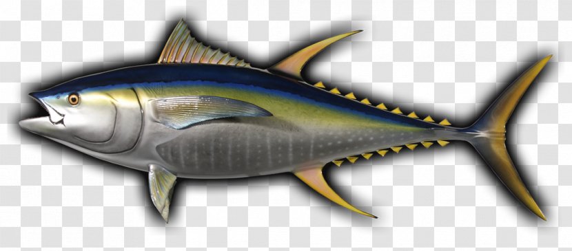 Thunnus Mackerel Yellowfin Tuna Angling Fishing - Bonito - Fish Transparent PNG