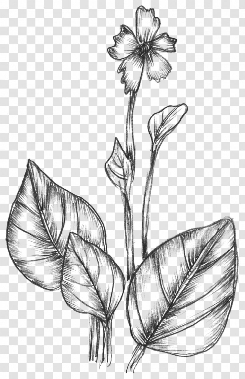 Drawing Nature Graphics - Monochrome Photography - Flower Transparent PNG