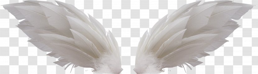 Wing Clip Art - Photography - White Wings Transparent PNG