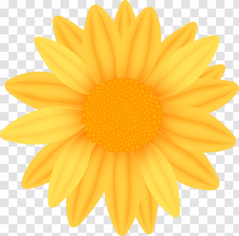 Common Sunflower Yellow - Stock Photography Transparent PNG