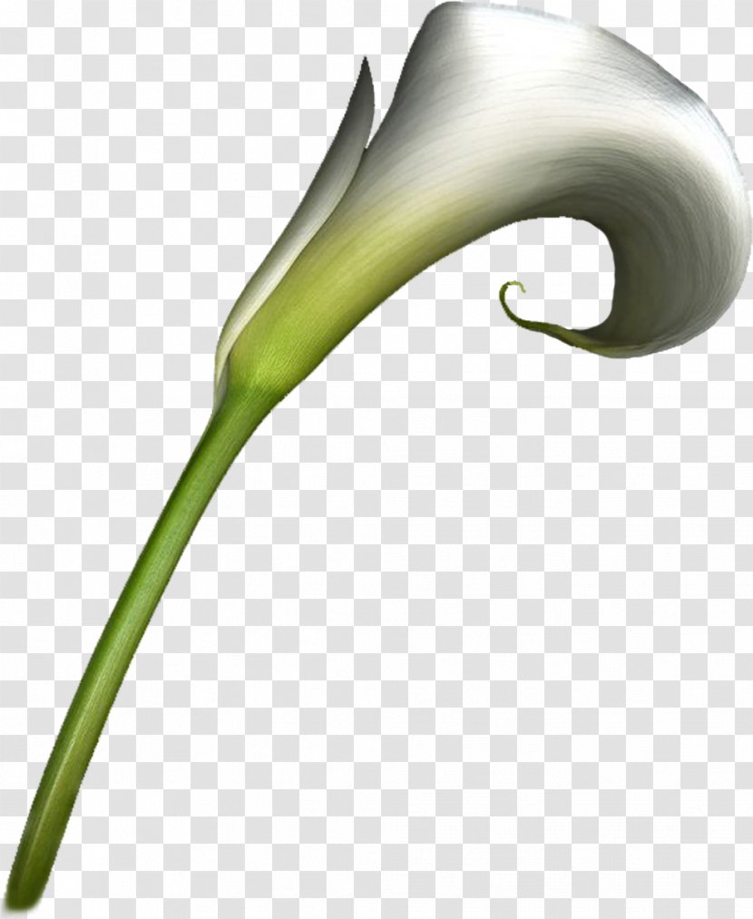 Flower Arum-lily Clip Art - Leaf - Handpainted Flowers Transparent PNG