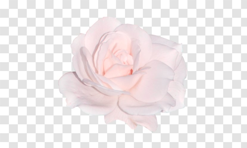 Flower Pink IPhone - Photography - Peach Blossom Transparent PNG