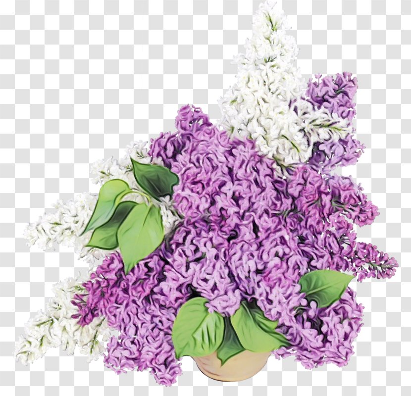 Lavender - Plant - Cut Flowers Flowering Transparent PNG