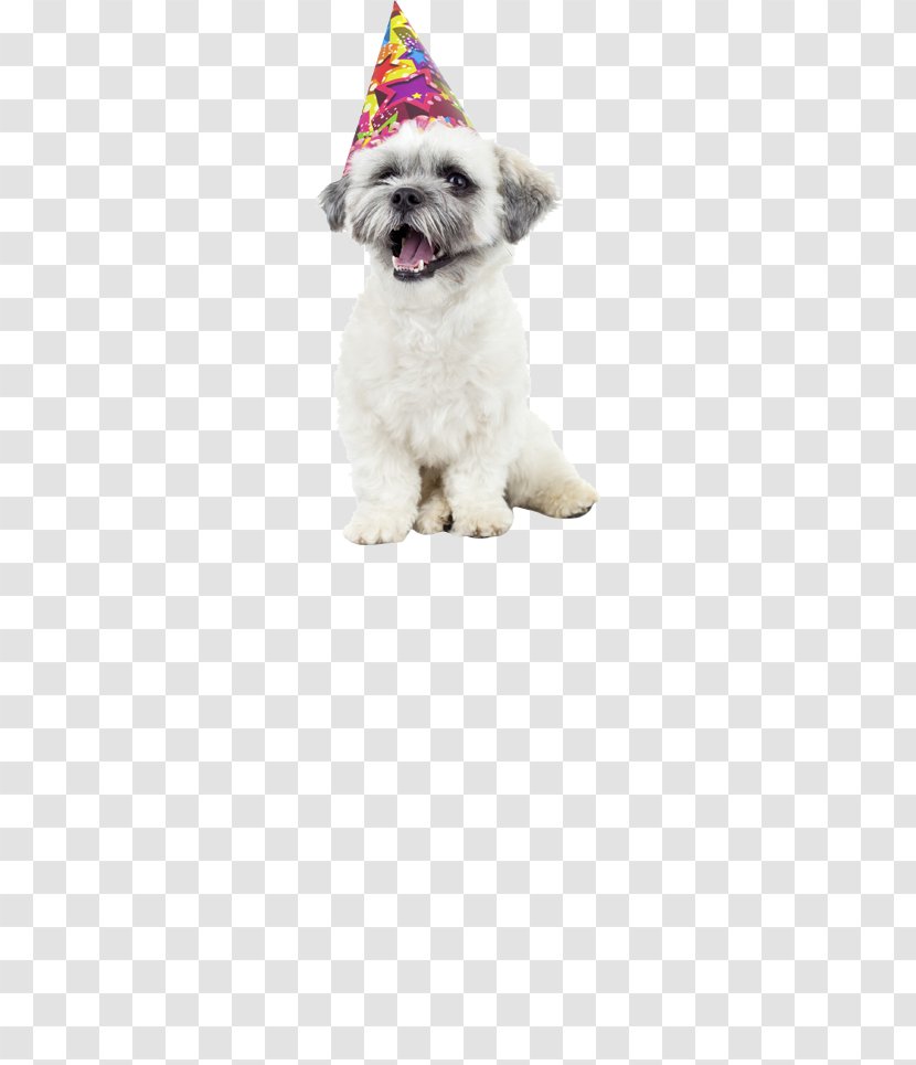 Havanese Dog Puppy Bichon Frise Shih Tzu Quick Danger - Party - Breath Cleaner Transparent PNG